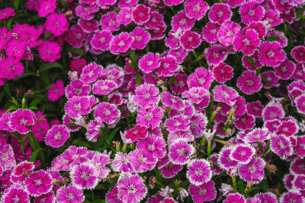 istock China Pink or Rainbow Pink Flowers (Dianthus Chinensis) 1499237720