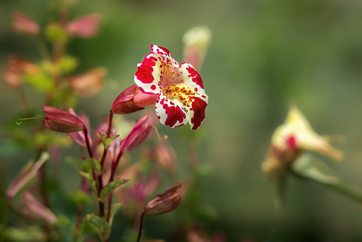 Red and Yellow Monkey flower (Mimulus)