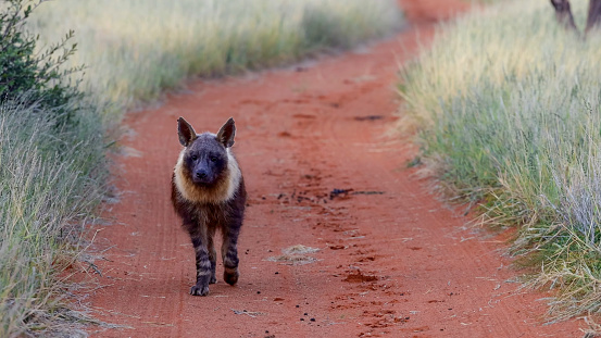 Strandwolf Brown Hyena Also Called Strandwolf Stock Photo - Download Image Now ...