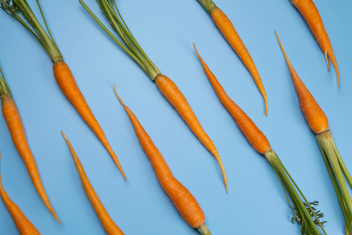 young carrot on blue background, healthy food concept loop, trendy vegetable background.