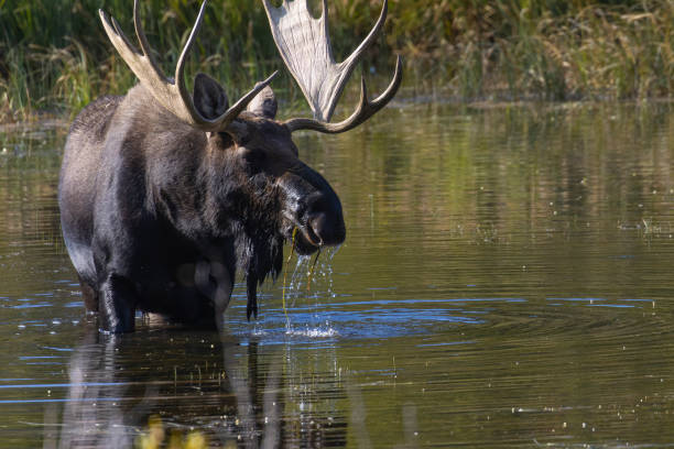 Pair of Moose stock photo