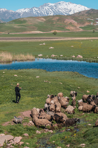 shepherd grazing herd of sheep and goats in the countryside. animals graze in the meadow next to the irrigation pond. The shepherd wore a cowboy hat to protect himself from the sun. He controls the herd with his stick in hand. Shot with a full-frame camera in daylight.