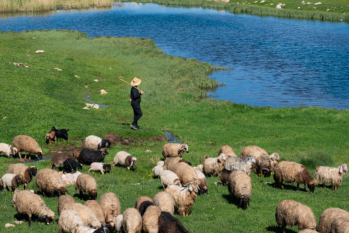shepherd grazing herd of sheep and goats in the countryside. animals graze in the meadow next to the irrigation pond. The shepherd wore a cowboy hat to protect himself from the sun. He controls the herd with his stick in hand. Shot with a full-frame camera in daylight.