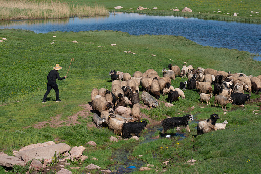 shepherd grazing herd of sheep and goats in the countryside. animals graze in the meadow next to the irrigation pond. The shepherd wore a cowboy hat to protect himself from the sun. He controls the herd with his stick in hand. Shot with a full-frame camera in daylight.