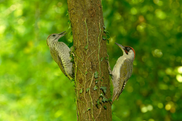 kuvapankkikuvat ja rojaltivapaat kuvat aiheesta vihertikan uros ja poikanen samassa puussa - european green woodpecker