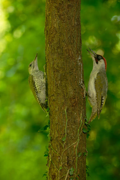 kuvapankkikuvat ja rojaltivapaat kuvat aiheesta vihertikan uros ja poikanen samassa puussa - european green woodpecker