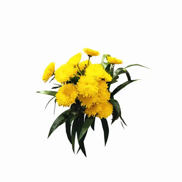 bouquet of large yellow chrysanthemums isolated on white.