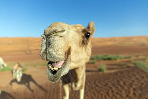 Toothy smile of curious camel against sand dunes. Desert Wahiba Sands in Oman