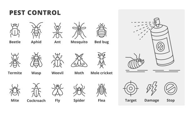 ilustraciones, imágenes clip art, dibujos animados e iconos de stock de iconos de línea de control de plagas. ilustraciones de vectores de plagas. spray, mosquito, escarabajo, pulgón, hormiga, chinches, termitas, avispa, gorgojos, polillas, grillo topo, ácaros, cucarachas, mosca, araña, iconos de pulgas aislados - grillotalpa