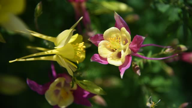Aquilegia × hybrida flowers