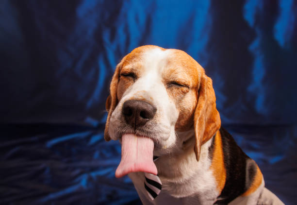 istock Funny Beagle purebred dog photo sesion in studio 1499252322