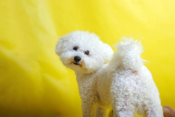 Bichon Frise stands among the world's great 'personality dogs.' Since antiquity, these irresistible canine comedians have relied on charm, beauty, and intelligence to weather history's ups and downs.