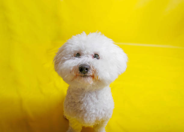 Bichon Frise stands among the world's great 'personality dogs.' Since antiquity, these irresistible canine comedians have relied on charm, beauty, and intelligence to weather history's ups and downs.