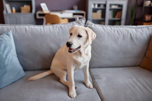 istock White labrador puppy sitting on sofa in home interior 1499252728