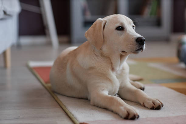 Portrait of cute white labrador puppy lying on floor at home and looking at camera, copy space