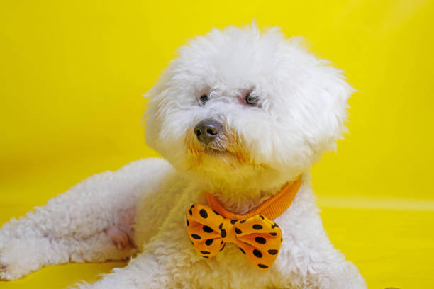 istock Bichon Frise dog posing in photography studio 1499252884