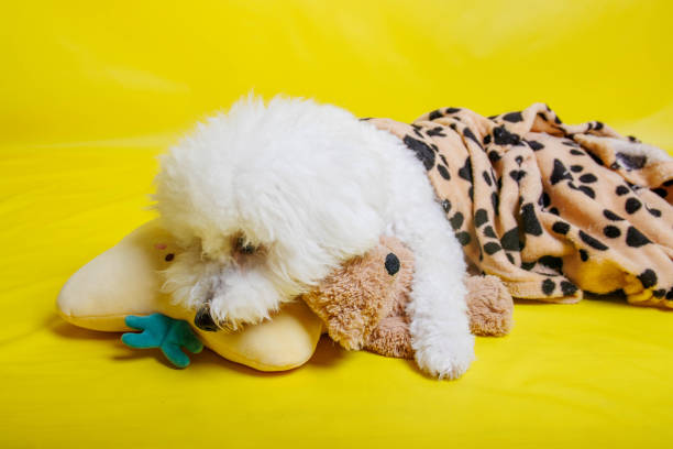 istock Bichon Frise dog posing in photography studio 1499252892
