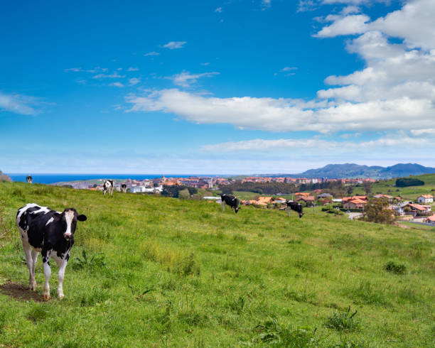 Suances skyline view from cows grazing grassland meadow in Cantabria of Spain