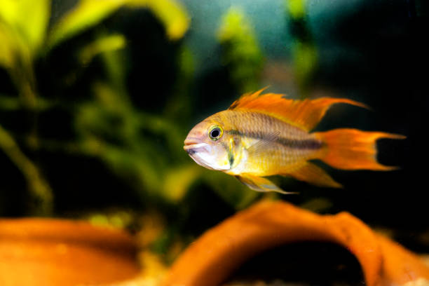 istock Cockatoo dwarf cichlid fish - Apistogramma cacatuoides 1499253935