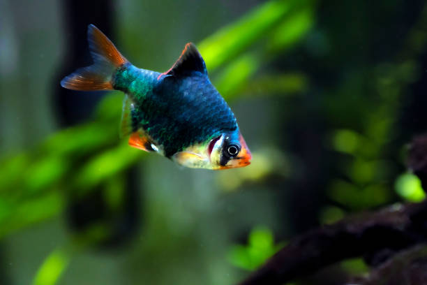 istock Green Tiger Barb freshwater fish - (Puntigrus tetrazona) 1499253937