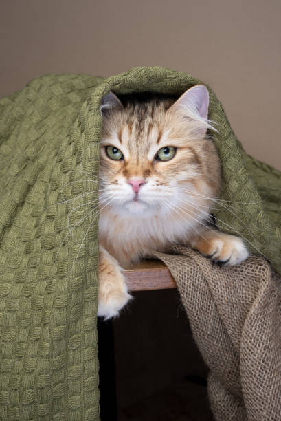 istock fluffy siberian cat covered with blanket 1499253949