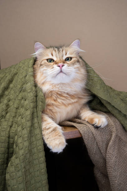 istock fluffy siberian cat covered with blanket 1499254568