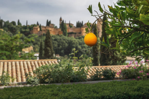 istock Juicy Orange fruit pending from an orange tree - Granada, Andalusia, Spain 1499256395