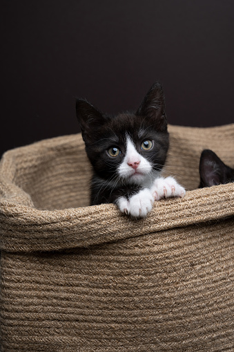 tuxedo kittens sitting inside of  a wicker basket looking out cruiously