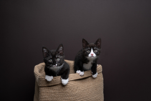 Two curious and playful tuxedo kittens coming out of a basket looking at camera. brown studio background with copy space