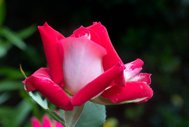 Close-up image of the red and white rose called \