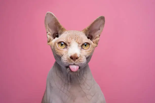 funny Sphynx cat sticking out tongue looking angry. studio portrait on pink background with copy space
