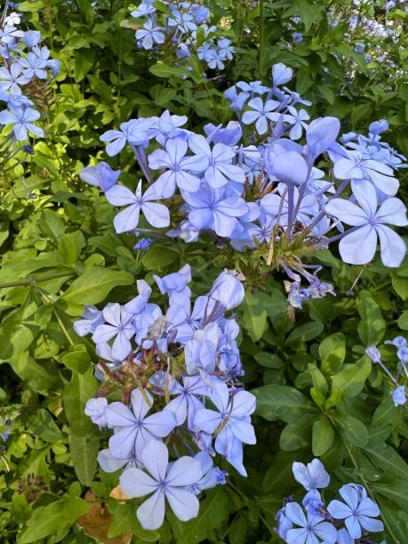 istock Flower - Plumbago auriculata 1499259888