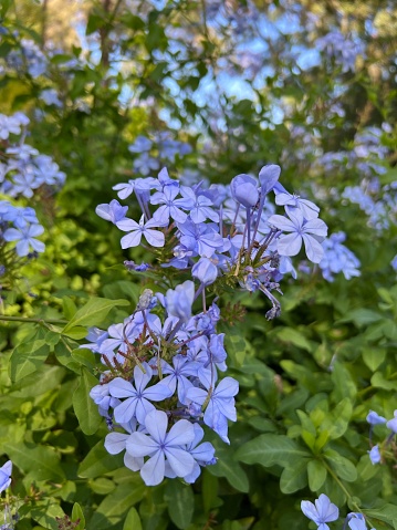 Plumbago auriculata, the cape leadwort, blue plumbago or Cape plumbago, is a species of flowering plant in the family Plumbaginacee, native to South Africa