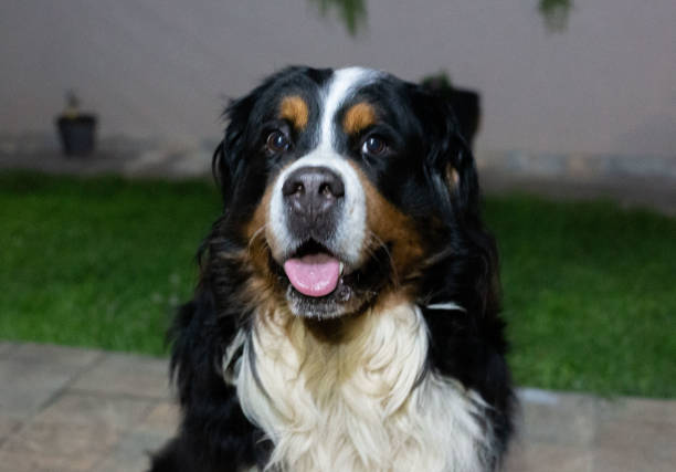 istock Bernese Mountain Dog at night 1499260813