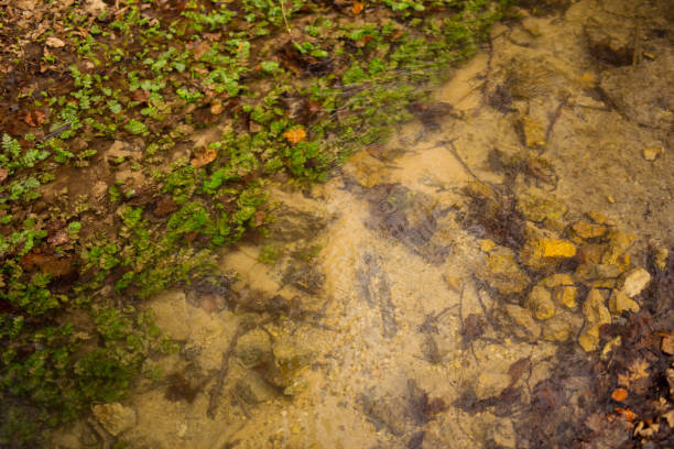 istock Plants on a bottom of a creek 1499260816