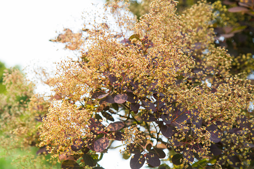 The Smoketree (Cotinus) during blooming, in a garden