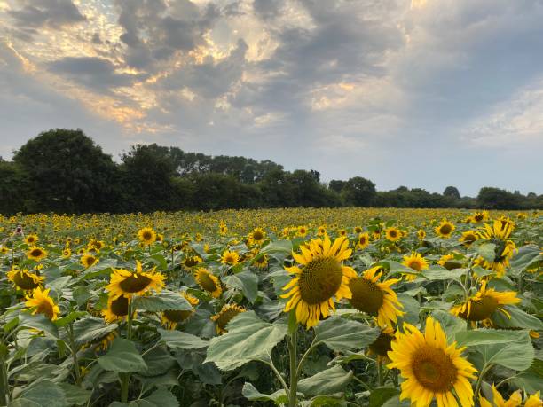 istock A field of sunflowers 1499264663