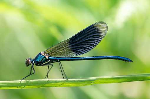 Close-up of a blue demoiselle (Calopteryx virgo) perched on a green leaf. The sun shines through the grass in the background