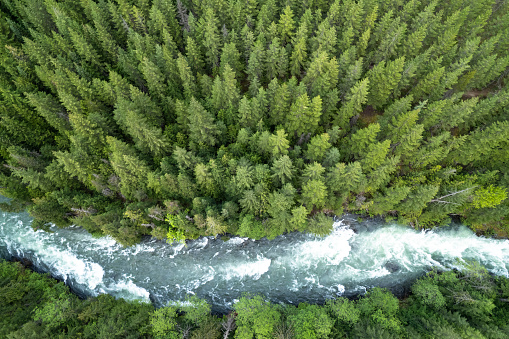 Aerial view of a powerful river flowing through a temperate rain forest.