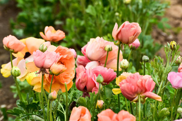 fundo da flor de ranunculus - ranunculus asiaticus - fotografias e filmes do acervo