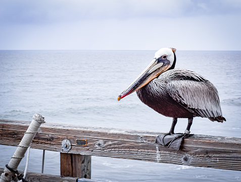 A pelican sits on the rail of Oceansides’s pier on a blustery day at the beach. The pelican is enjoying a moment of resting from the breezy conditions.