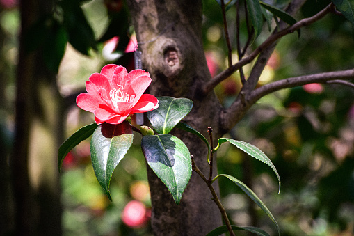 The sun makes its way into the rainforest, highlighting a flower.
