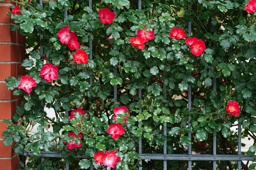 Blooming bright mass pink red wild roses, dog rose, rosa canina, rosehip, flowers and green leaves climbing over iron fence and brick wall in summer. Selective focus.