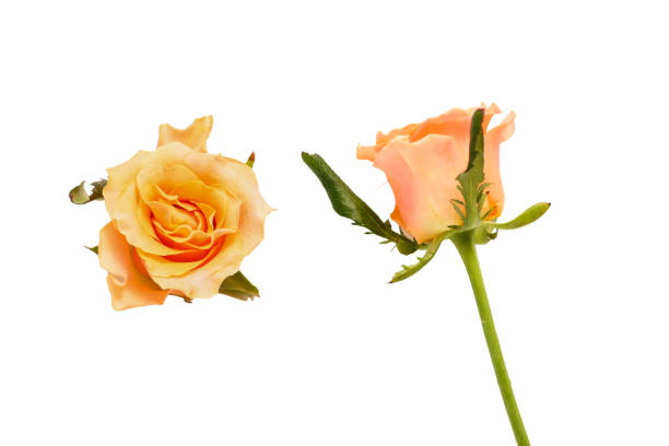 istock Flower head of roses isolated on a white background. 1499269449