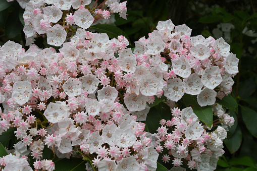 Profusion of white mountain laurel (Kalmia latifolia) at the peak of its flowering season in mid June. Taken in Connecticut, where it is the state flower.