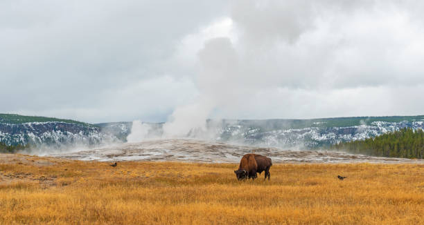 istock American Bison, Old Faithful, Yellowstone 1499269600