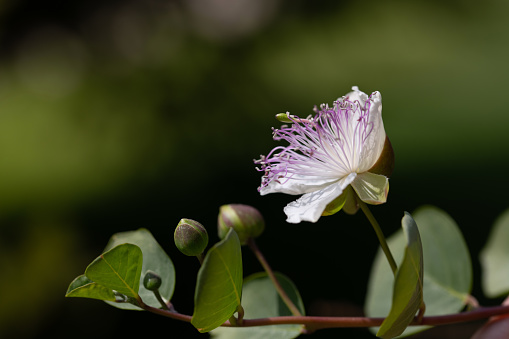 Close up of the flower of a caper bush. The white, delicate petals are clustered around purple pollen. Next to the flower are two buds. The sun is shining in the background