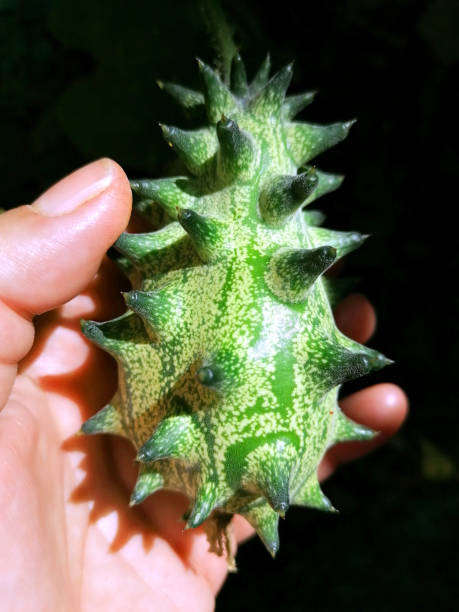 istock Kiwano or horned melon stock photo 1499270212