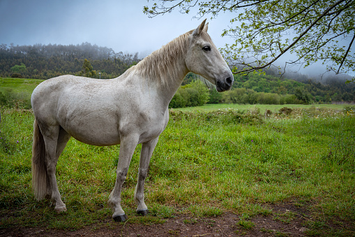White Andalusian horse (Pura Raza Espanola) runs gallop in summer time