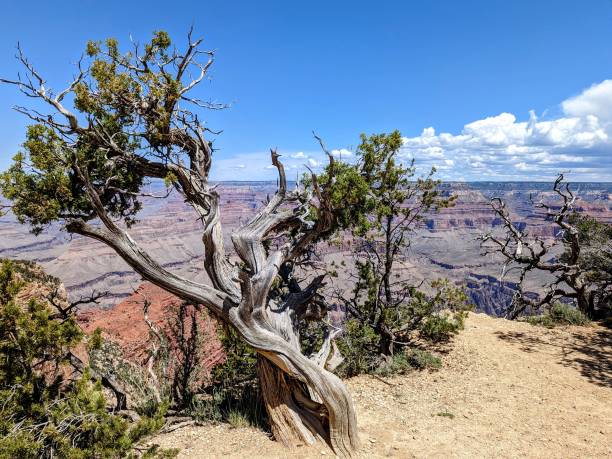 istock Trees in grand canyon 1499271262